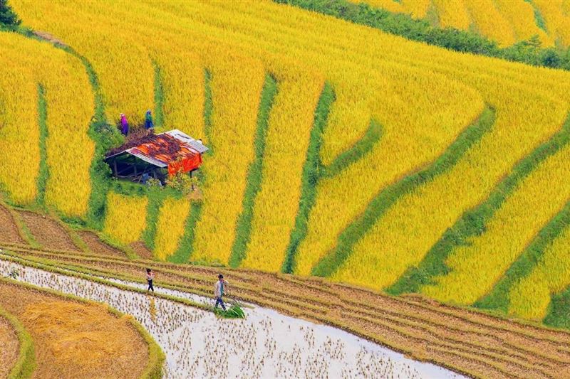 Sapa & Mu Cang Chai Trekking Tour 5 days 4 nights